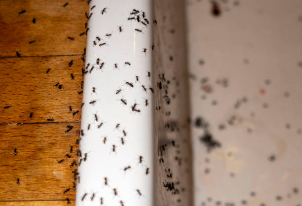 Best Pest Prevention Services  in Sierra View, PA