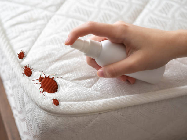 Best Bed Bug Extermination  in Sierra View, PA